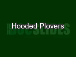 Hooded Plovers