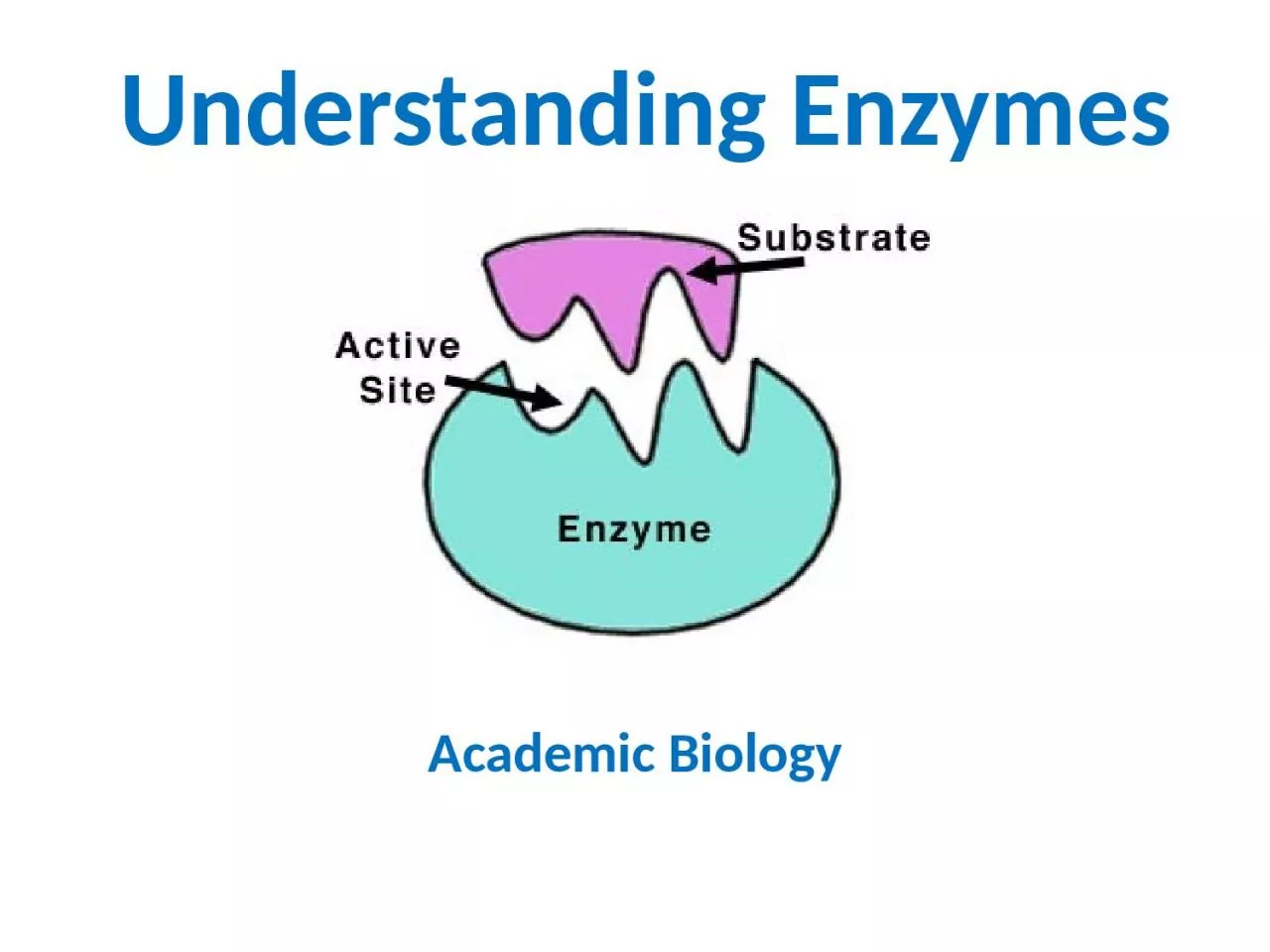 Understanding Enzymes Academic