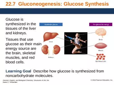 22.7  Gluconeogenesis: Glucose Synthesis