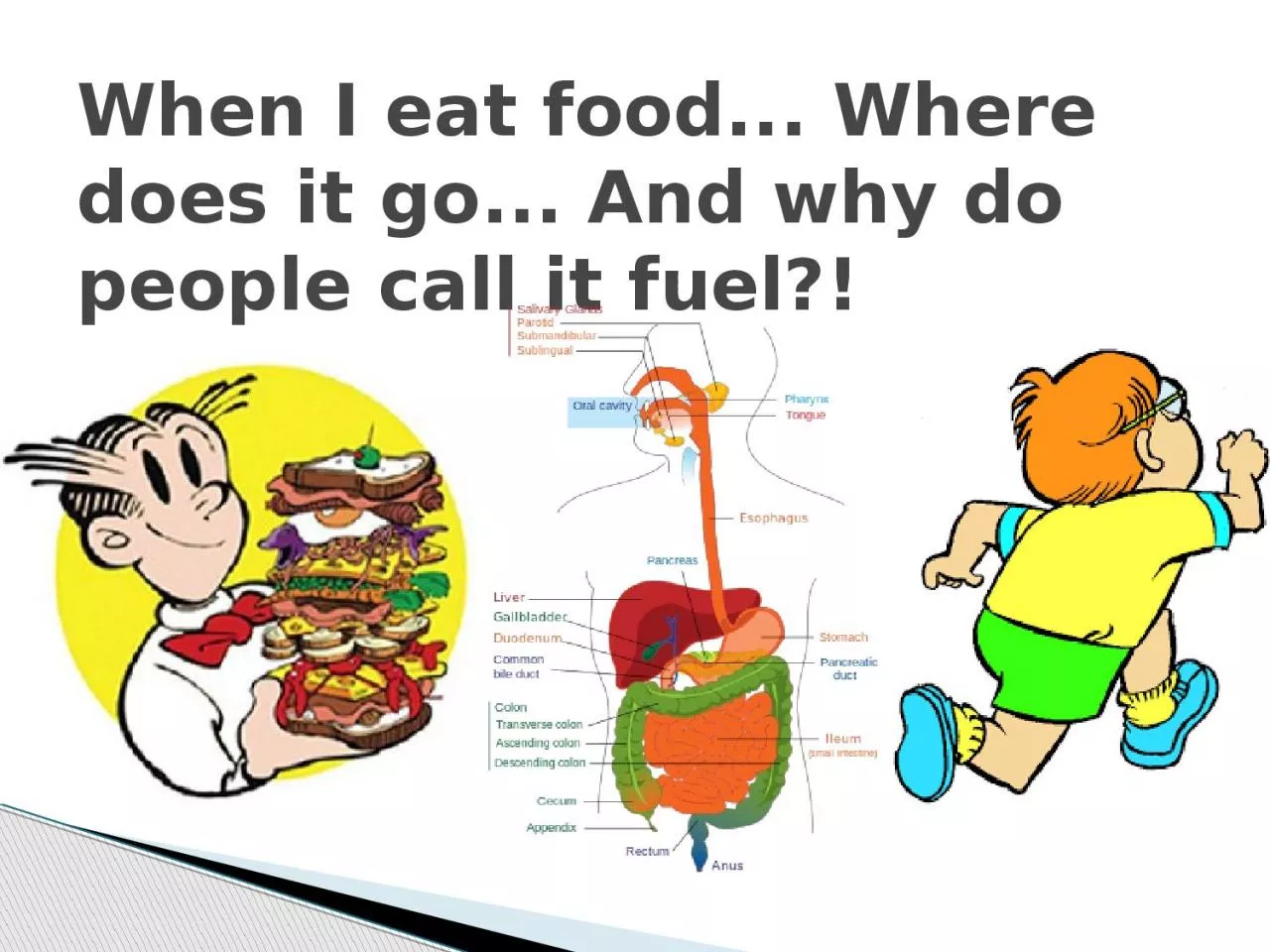 When I eat food... Where does it go... And why do people call it fuel?!