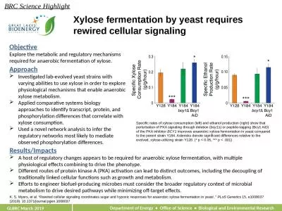 Xylose fermentation by yeast requires rewired cellular signaling