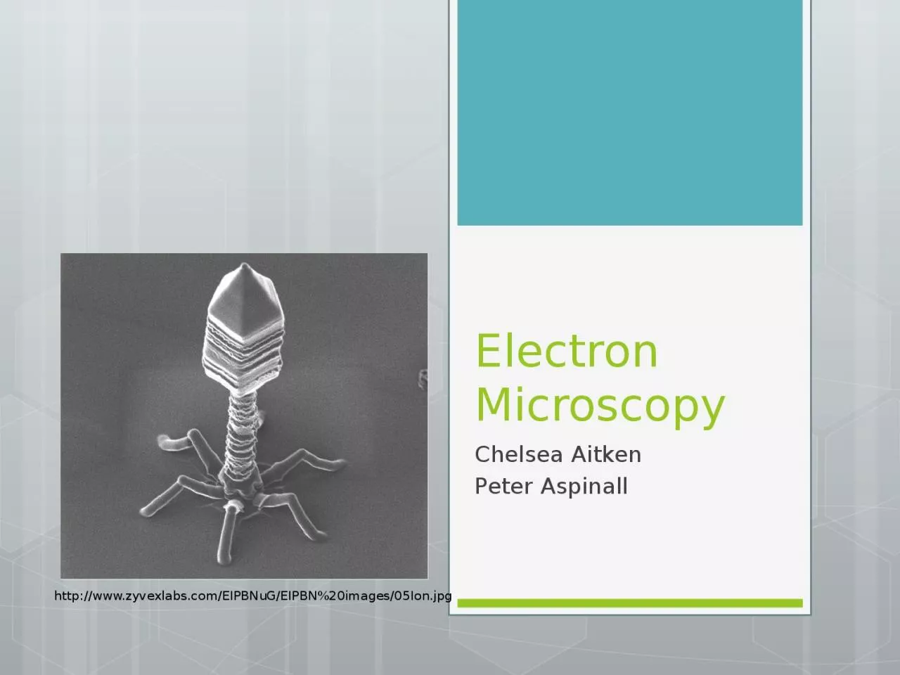 PPT-Electron Microscopy Chelsea Aitken