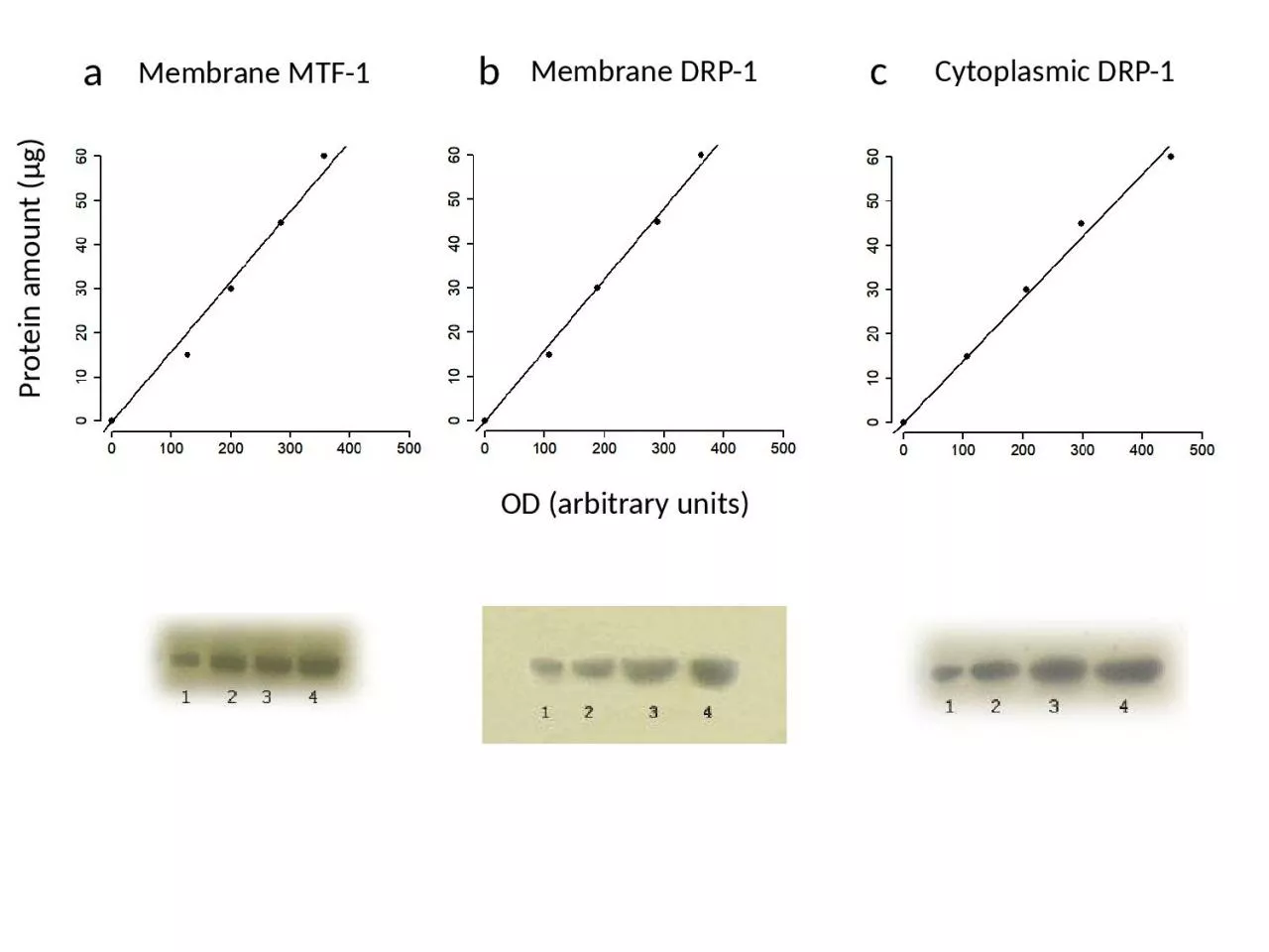 PPT-Membrane MTF-1 Membrane DRP-1