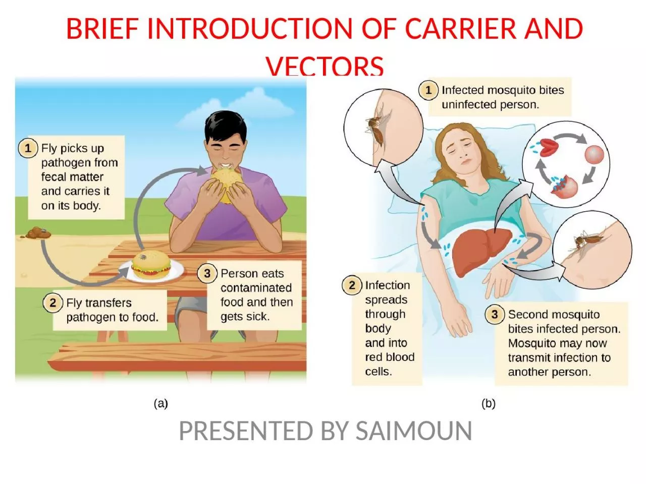 BRIEF INTRODUCTION OF CARRIER AND VECTORS