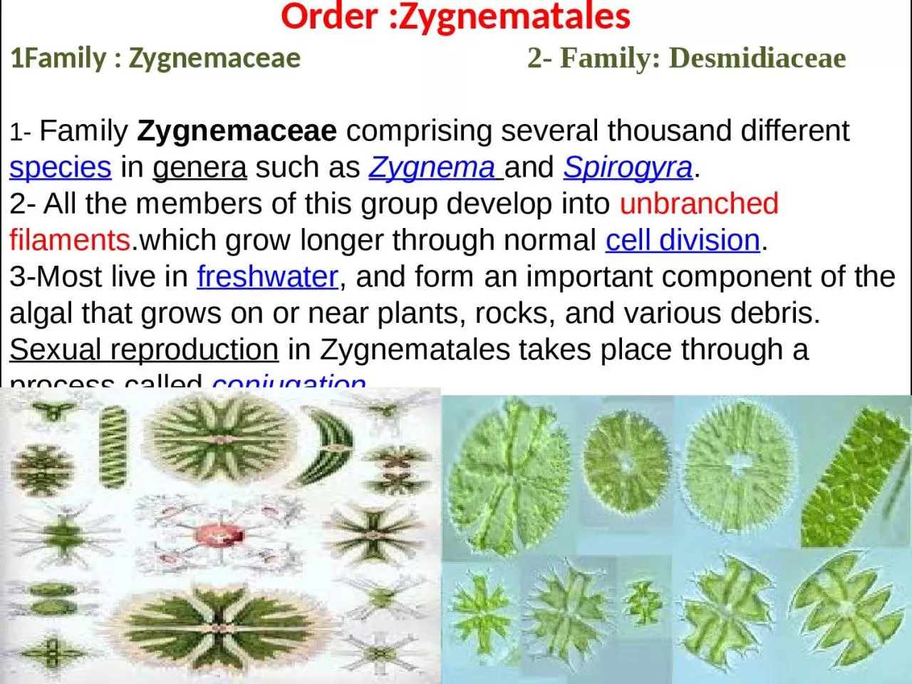 PPT-Order : Zygnematales 1Family :