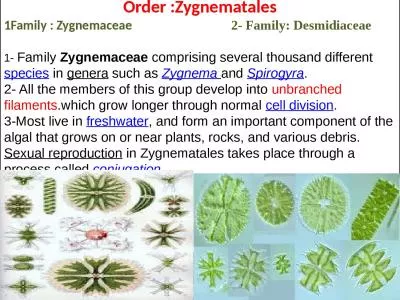 Order : Zygnematales 1Family :