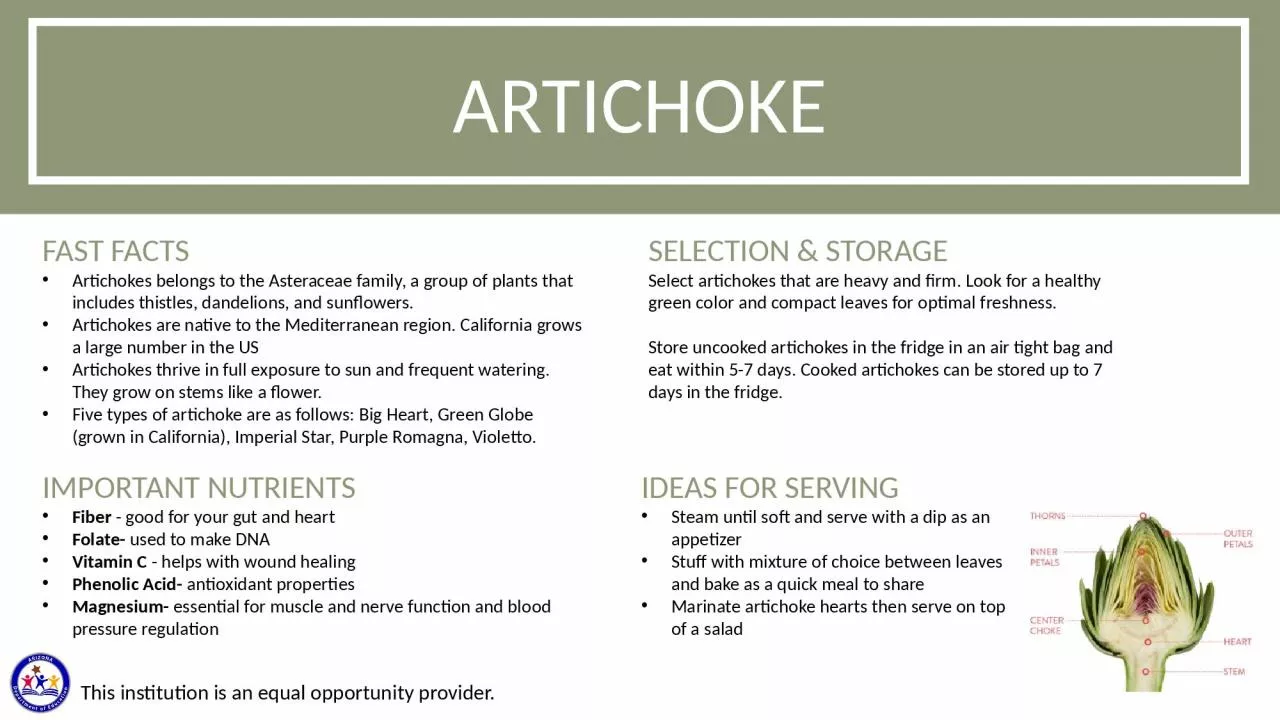 PPT-ARTICHOKE FAST FACTS Artichokes belongs to the Asteraceae family, a group of plants that