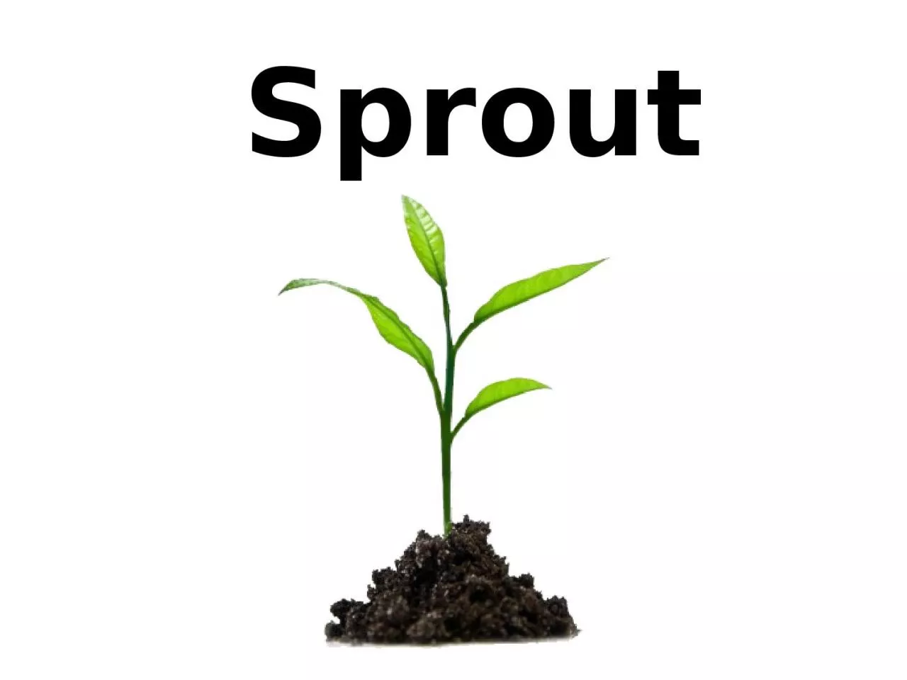 PPT-Sprout Lima Bean Sprouting