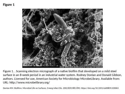 Figure 1 Figure 1. . Scanning electron micrograph of a native biofilm that developed on