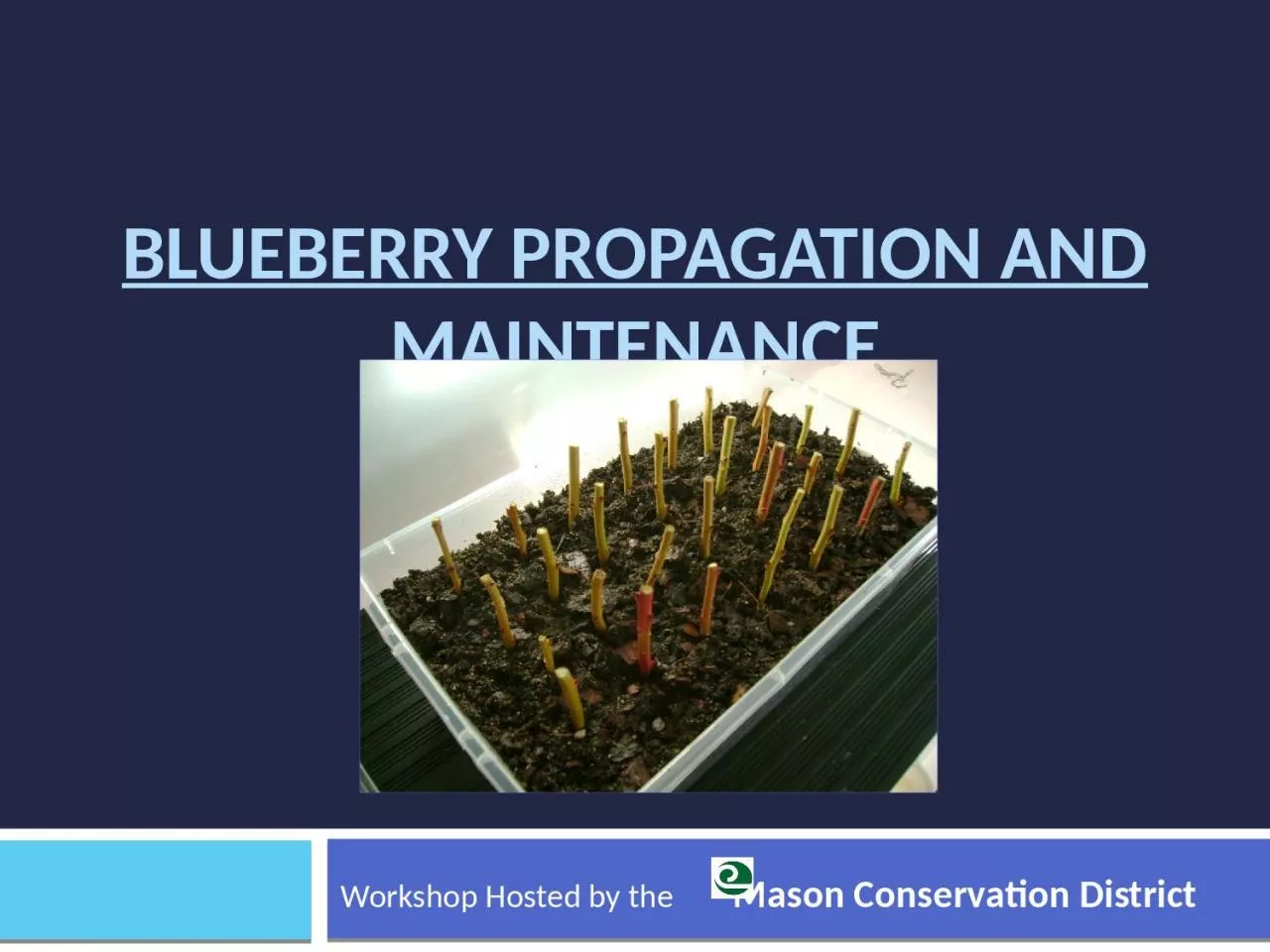 PPT-Blueberry Propagation and Maintenance