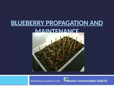 Blueberry Propagation and Maintenance