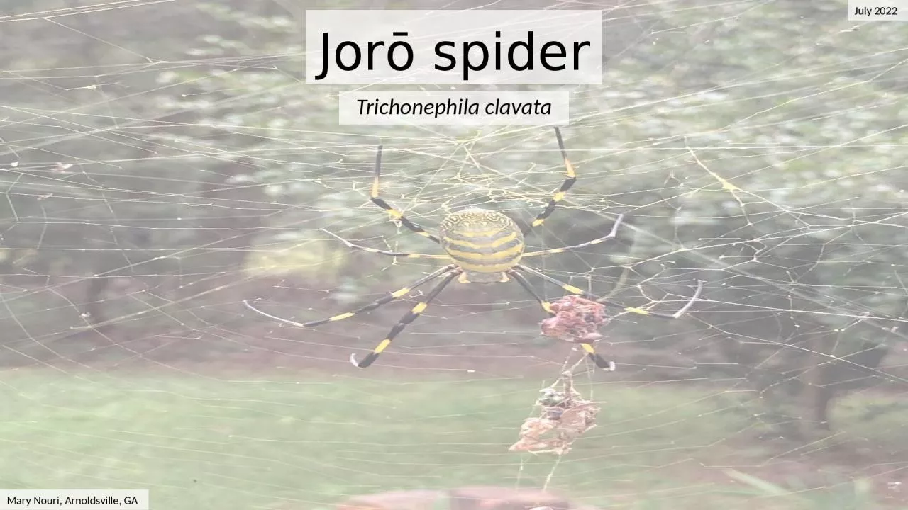 Jorō   spider Trichonephila