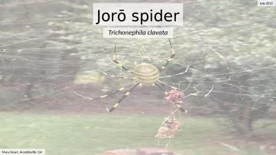 Jorō   spider Trichonephila