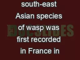 This south-east Asian species of wasp was first recorded in France in