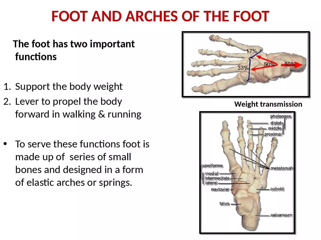 FOOT AND ARCHES OF THE FOOT
