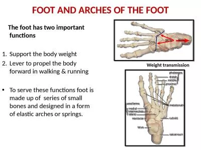 FOOT AND ARCHES OF THE FOOT