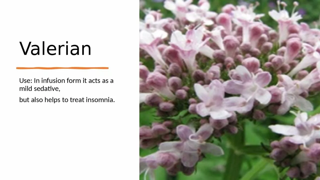 Valerian Use: In infusion form it acts as a mild sedative,