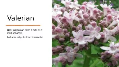 Valerian Use: In infusion form it acts as a mild sedative,