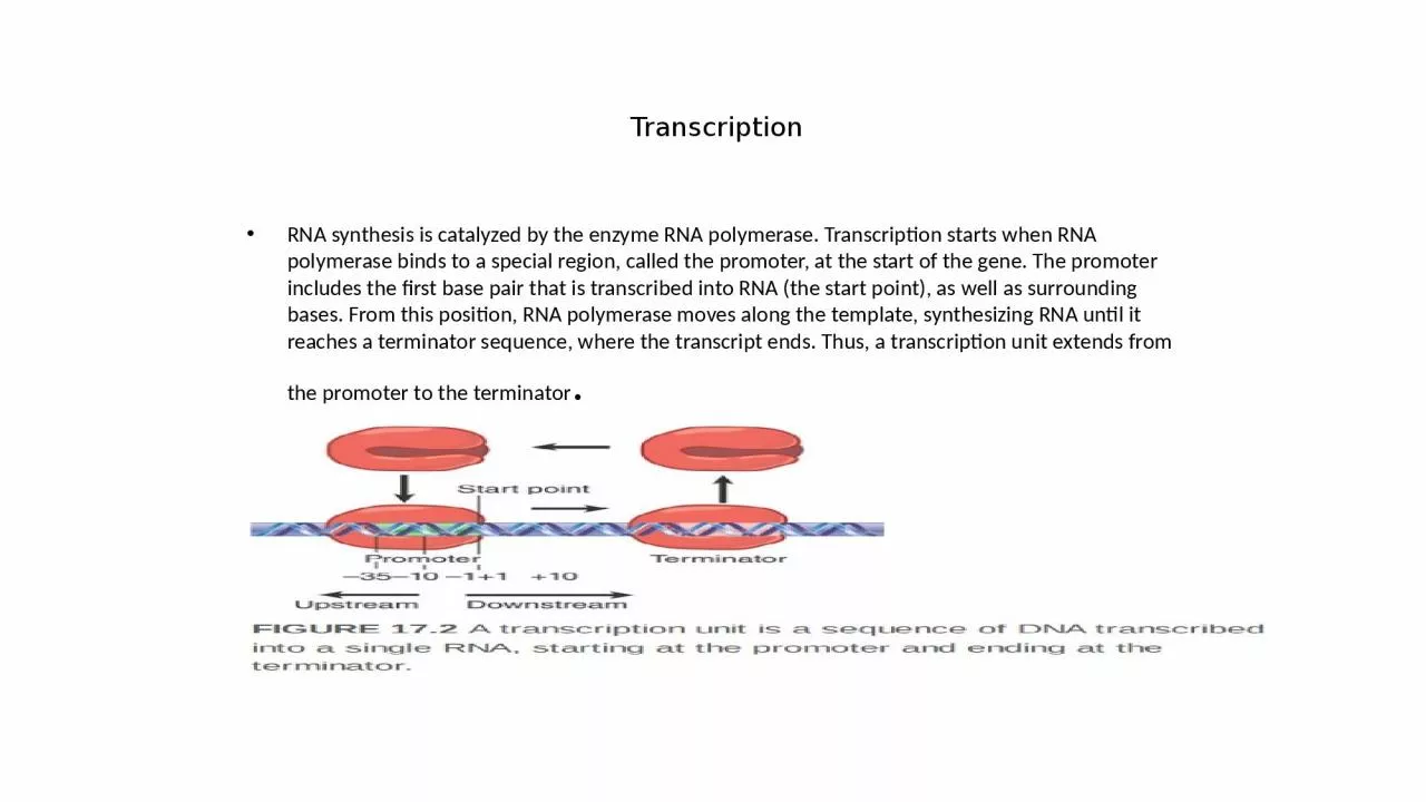 Transcription RNA synthesis is catalyzed by the enzyme RNA polymerase. Transcription starts