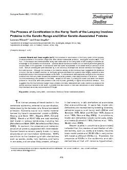 The Process of Corni�cation in the Horny Teeth of the Lampr