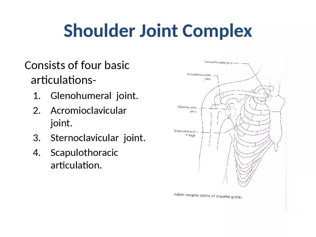 PPT-Shoulder Joint Complex Consists of four basic articulations-