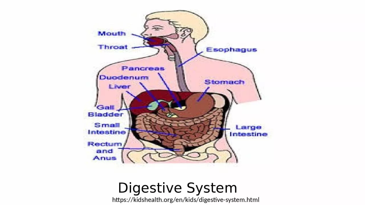 Digestive System https ://kidshealth.org/en/kids/digestive-system.html