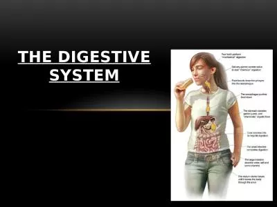 The Digestive System The Main Functions of the Digestive System
