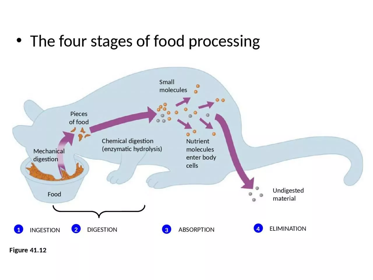 PPT The Four Stages Of Food Processing PowerPoint Presentation