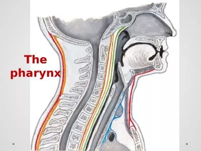 The pharynx The pharynx Anatomy of The pharynx