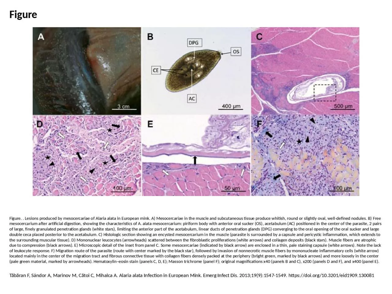 PPT-Figure Figure. . Lesions produced by mesocercariae of Alaria alata in European mink. A)