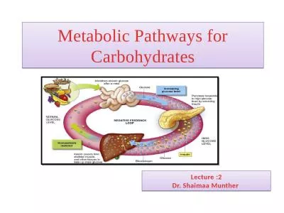 Metabolic Pathways for Carbohydrates