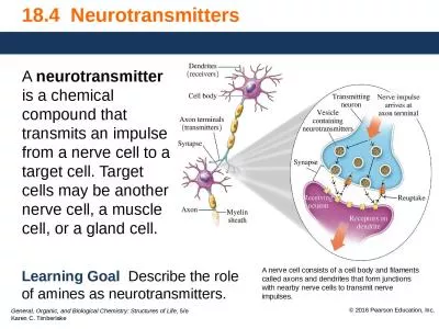 18.4  Neurotransmitters A