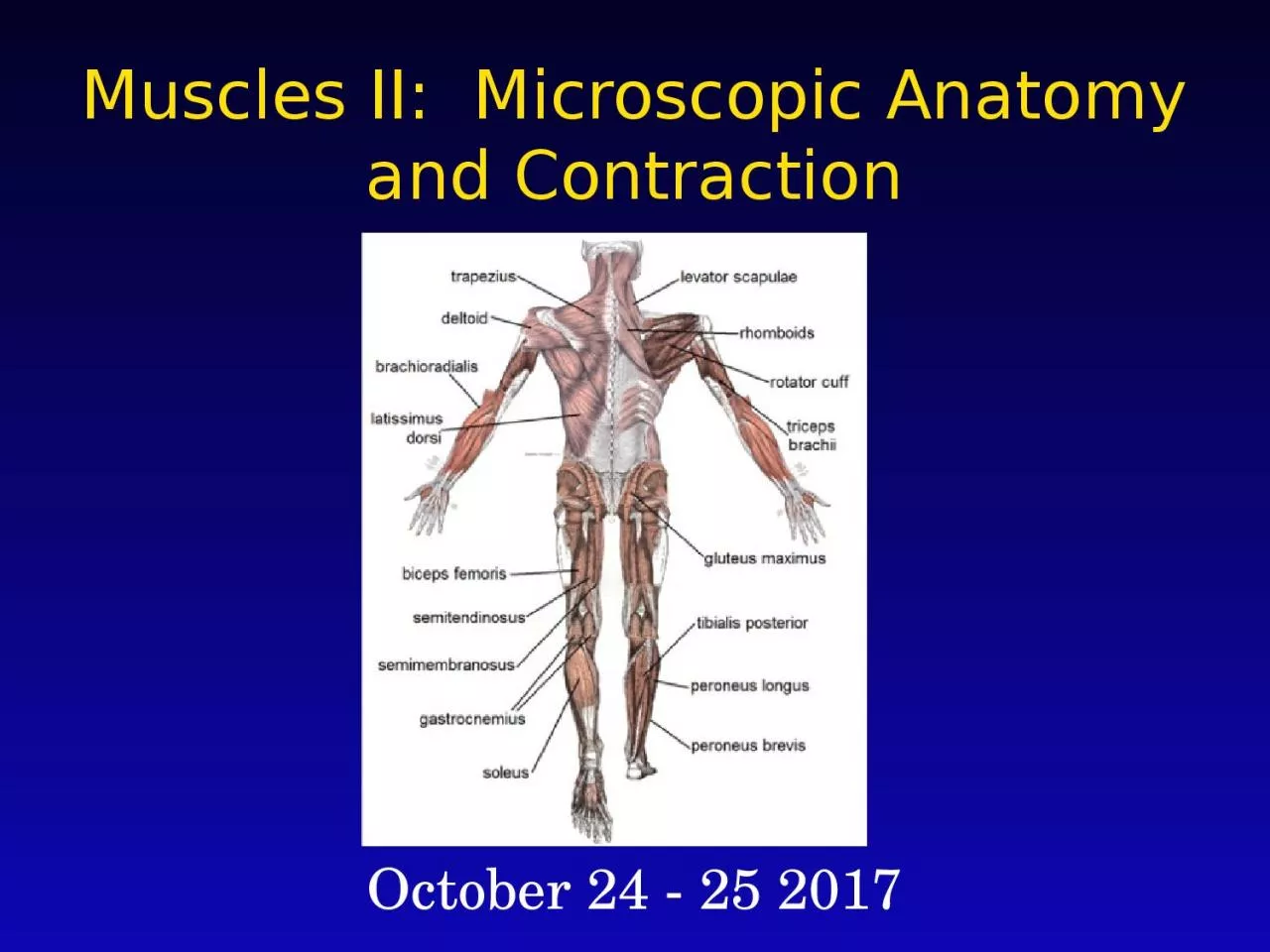 Muscles II:  Microscopic Anatomy and Contraction