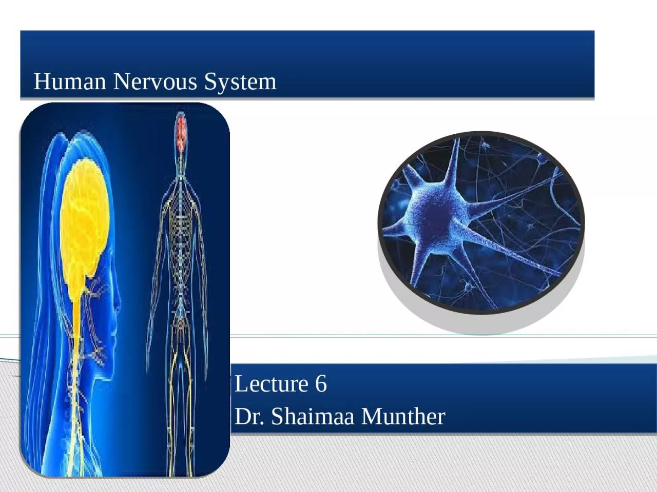 PPT-Human Nervous System Lecture 6