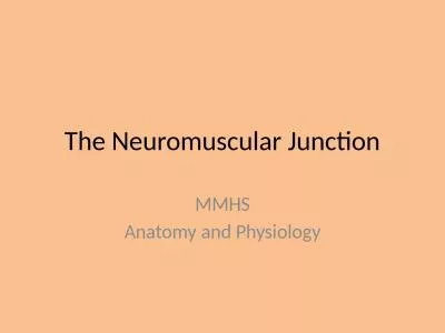 The Neuromuscular Junction