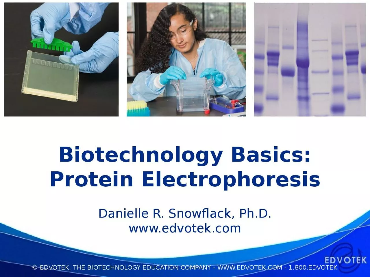 Biotechnology Basics: Protein Electrophoresis
