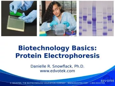 Biotechnology Basics: Protein Electrophoresis