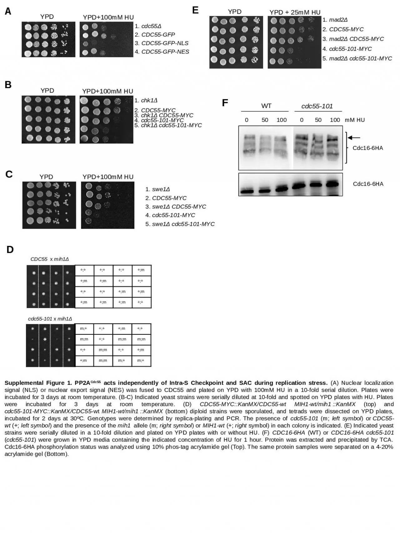 PPT-Supplemental Figure 1. PP2A