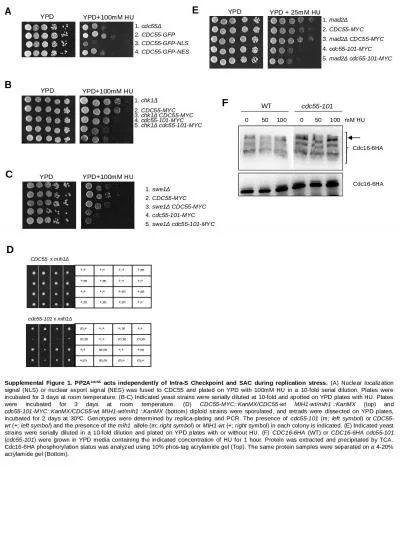 Supplemental Figure 1. PP2A