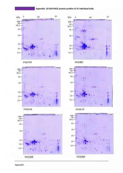 Appendix.  2D SDS-PAGE protein profiles of 35 individual bulls.