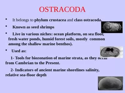 1 OSTRACODA     It belongs to