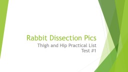 Rabbit Dissection Pics Thigh and Hip Practical List