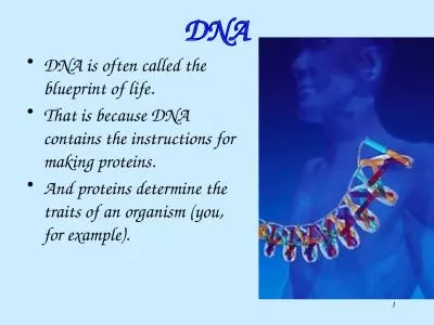 1   DNA DNA  is often called the blueprint of life