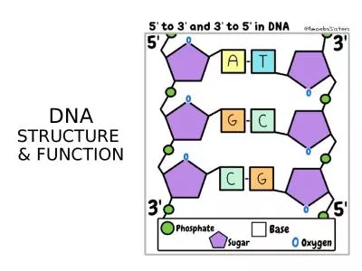 DNA  STRUCTURE  & FUNCTION