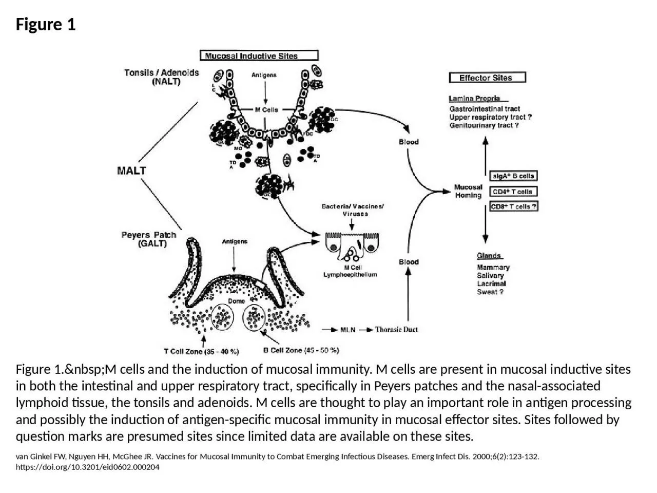 PPT-Figure 1 Figure 1.&nbsp;M cells and the induction of mucosal immunity. M cells are