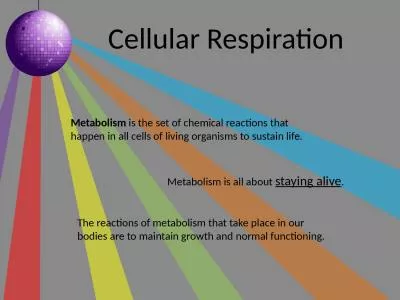 Cellular Respiration Metabolism