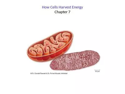 How Cells Harvest Energy