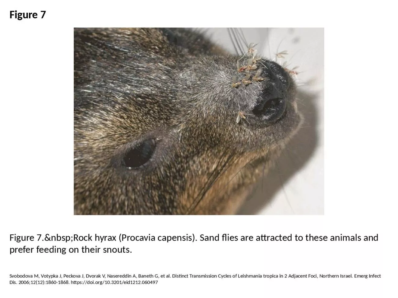 PPT-Figure 7 Figure 7.&nbsp;Rock hyrax (Procavia capensis). Sand flies are attracted to