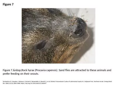 Figure 7 Figure 7.&nbsp;Rock hyrax (Procavia capensis). Sand flies are attracted to