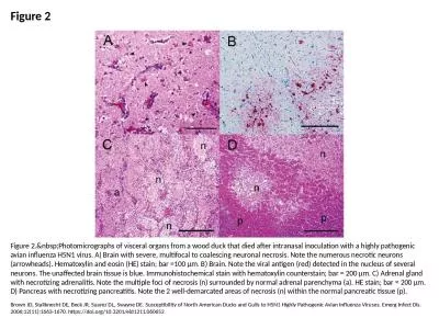 Figure 2 Figure 2.&nbsp;Photomicrographs of visceral organs from a wood duck that died after in